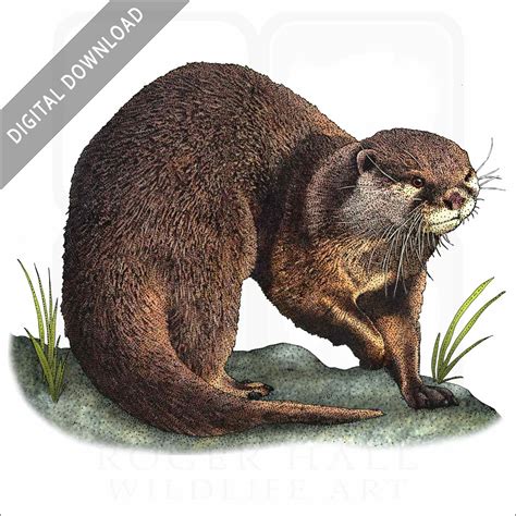 Stock Art Drawing Of An Asian Small Clawed Otter Inkart