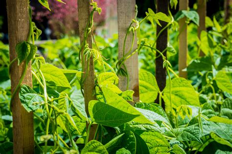 Quand Semer Les Haricots Verts Paroles De Jardiniers