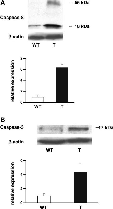 Western Blot Analysis Of The Caspase 8 And 3 Protein Expression In