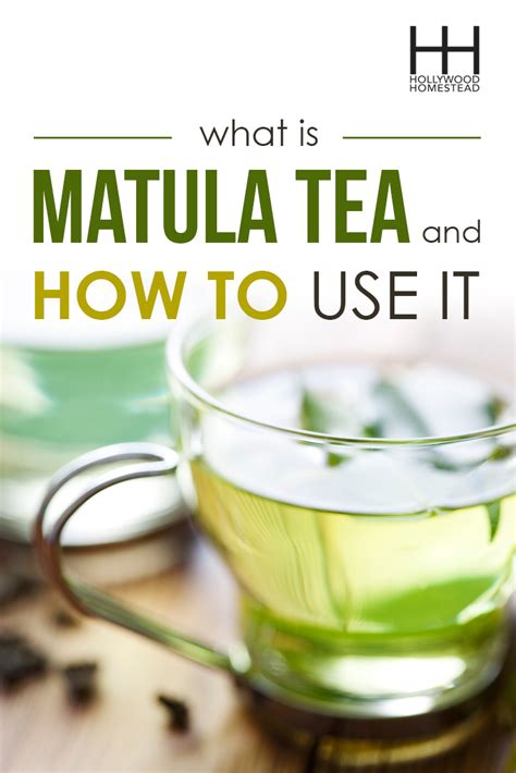 What Is Matula Tea and How to Use It - Hollywood Homestead