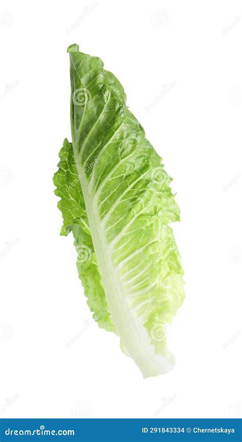 Fresh Leaf Of Green Romaine Lettuce Isolated On White Stock Photo