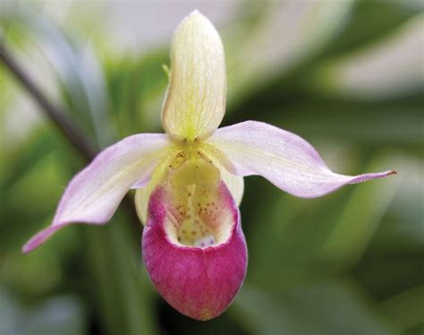 Ladys Slipper Orchid Flower Facts Endangered Species