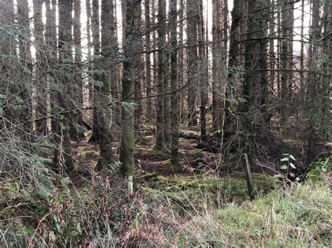 Woodland Beside The A Richard Webb Cc By Sa Geograph Britain