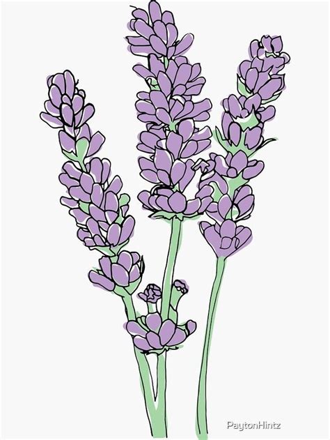 Pin By Johanna Paredes On Lavanda Flower Drawing Plant Drawing