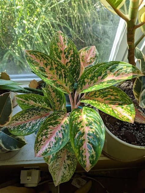 Aglaonema Licznotka W Doniczce Z Nowej Gwinei Jardinagem Interior