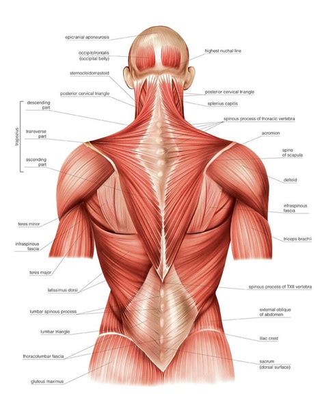 Muscles Of Trunk Photograph By Asklepios Medical Atlas Pixels