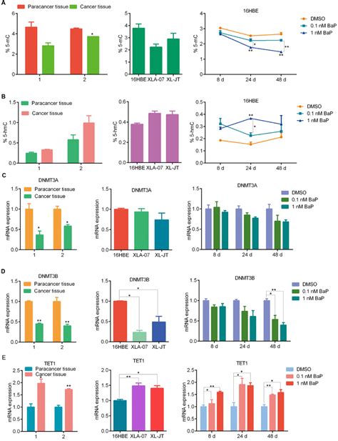 Comparison Of Mc And Hmc Levels As Well As Dnmt A Dnmt B And Tet