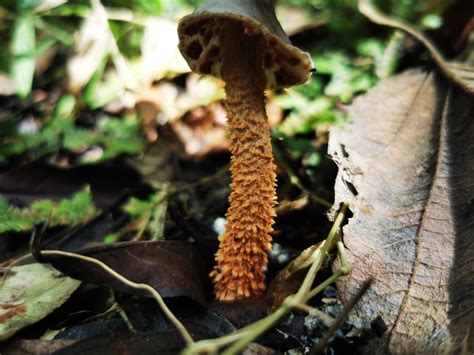 Field And Button Mushrooms In April 2023 By GL S INaturalist