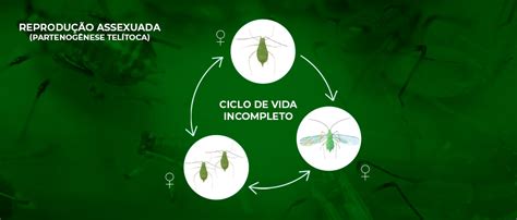 Afídeos Importantes Vetores De Vírus Promip