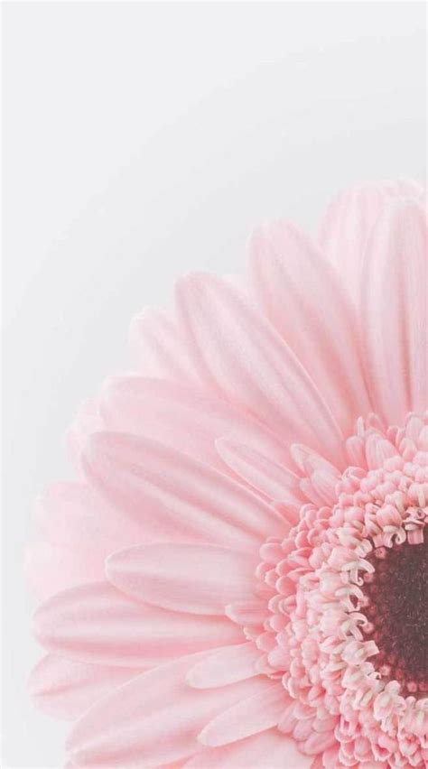 Pin By Bilma Iniguez On Lock Screen Flower Iphone Wallpaper Floral