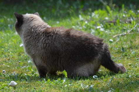 1920x1200 wallpaper | himalayan cat | Peakpx
