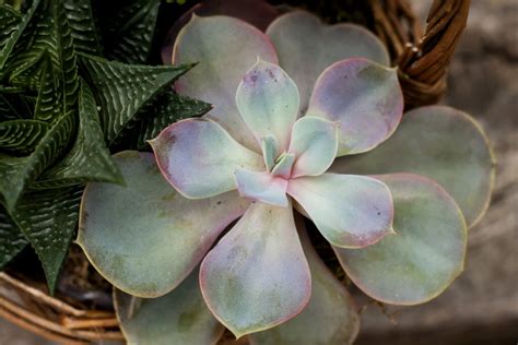 19+ Desert Flowering Plants - ZayaZaahir