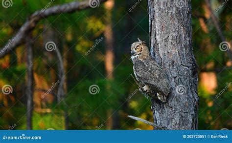 Great Horned Owl Hunting From Long Leaf Pine Tree Stock Image Image