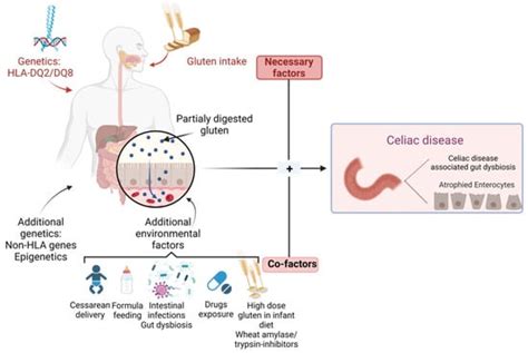 Nutrients Free Full Text Advances In Understanding The Human Gut