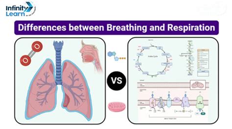 Differences Between Breathing And Respiration Explained