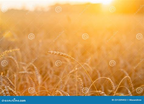 Picos De Trigo Dourado Maduro No Campo Em Lindas Luzes Do Sol Foco