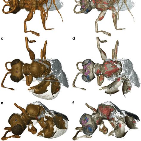 Segmented D Model Of Bocchus Rex Sp Nov Female Paratype