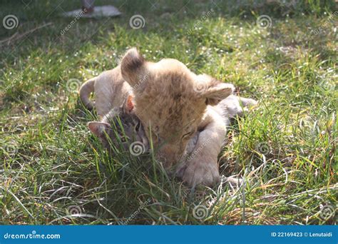 Feline family stock image. Image of guiltless, grass - 22169423