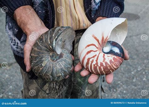 Ammonite And Nautilus Shells Royalty-Free Stock Photo | CartoonDealer ...