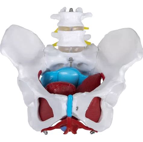 Pelvis Femenino Modelo Anatomico Desarmable En Venta En Ju Rez