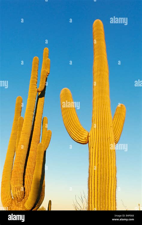 Saguaro Cactus Sunrise Stock Photo - Alamy