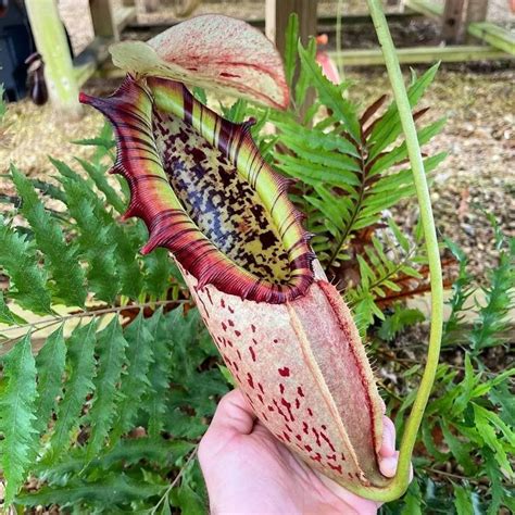 Carnivorous Plant Club On Instagram Nepenthes Northiana Nice Qr