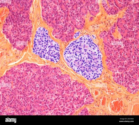 Pancreas Light Micrograph Of A Section Through The Human Pancreas The