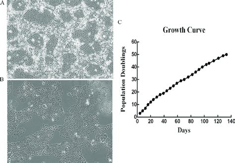 The Isolation And Propagation Of Human Normal Vaginal Epithelial Cells Download Scientific