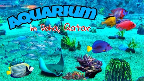 Aquarium Doha Qatar Dohaport Youtube