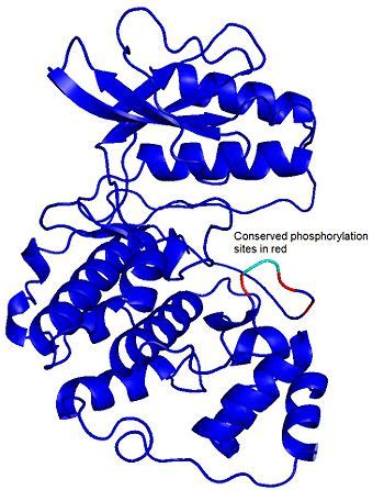 User:Pedrobeltrao/Notebook/Structural analysis of phosphorylation sites - OpenWetWare