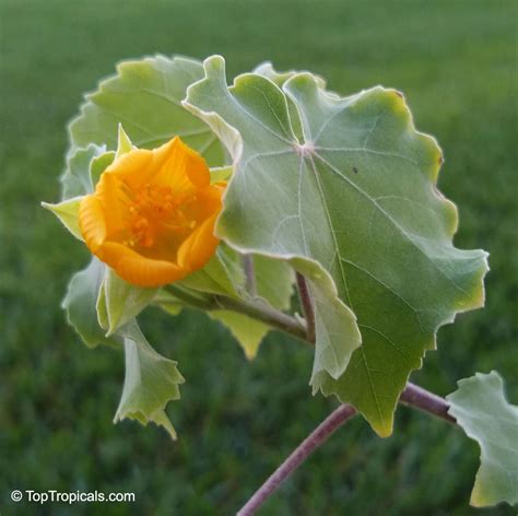 Abutilon Indicum