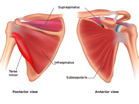 Rotator Cuff Muscle Supraspinatus Infraspinatus Teres Minor Subscapular