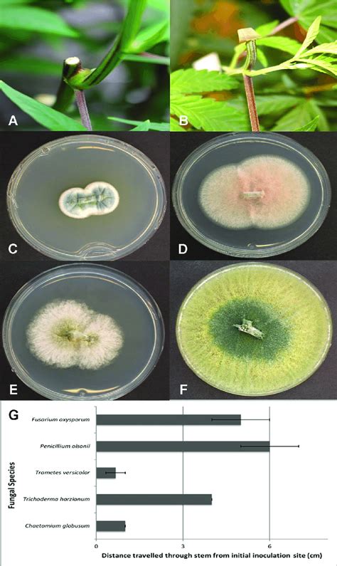 Assessing The Extent Of Colonization Of Endophytic Fungi Inoculated Download Scientific