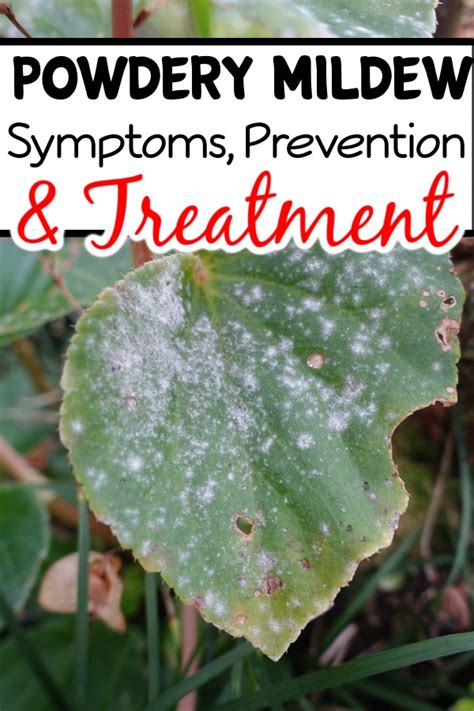 Powdery Mildew Symptoms Prevention And Treatment – Backyard Vegetable ...