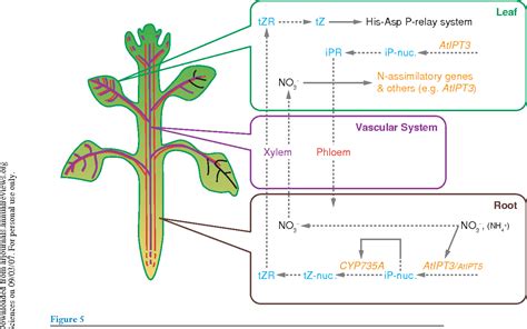 Figure From Cytokinins Activity Biosynthesis And Translocation