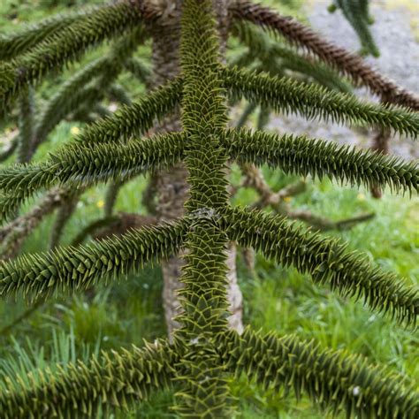 Pohon Teka Teki Monyet Araucaria Araucana Foto Latar Belakang Dan