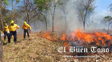 Incendios Forestales Devastan 73 Hectáreas El Buen Tono