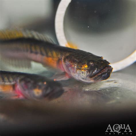 Dragon Goby (Gobioides brousonnetti) - Aqua Imports