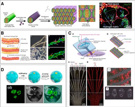 Microfluidics Assisted Liver Microtissues Continued A Illustration