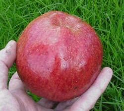 Buy Apple Trees Cooking Varieties Online Crj Fruit Trees Nursery Uk