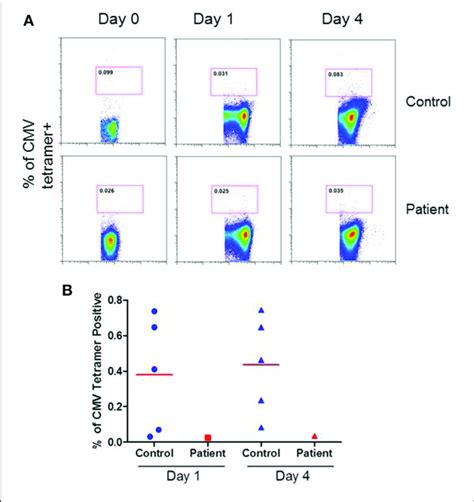 Cmv Specific Tetramer Cd8 T Cells At Day 1 And 4 Following Download Scientific Diagram