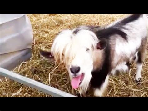 Funny Goats 2020 Cute Goats NEW VIDEO Funny Pets Goats Know