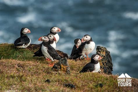 Westman Islands Volcanoes And Puffins Tour Your Day Tours