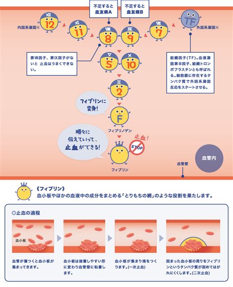 血友病について 血友病及び類縁疾患について 患者ご家族の皆さま KMバイオロジクス株式会社