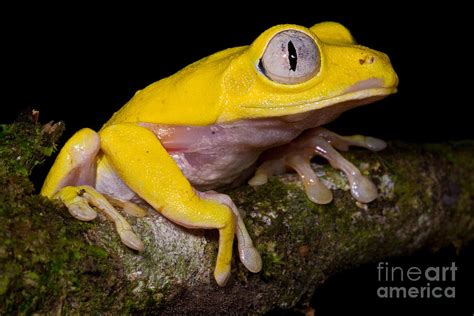 Lutino Red Eyed Tree Frog