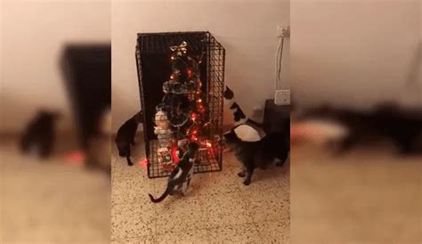 Facebook Viral Mujer Aplica Singular Truco Para Evitar Que Sus Gatos