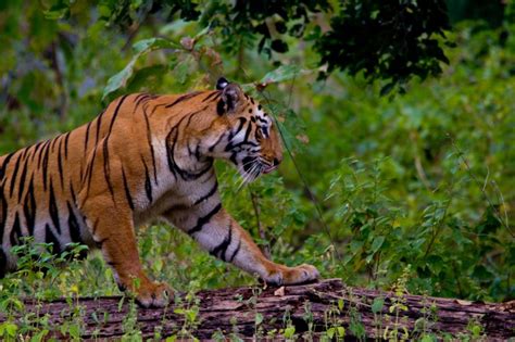 5 Must visit Tiger Reserves in Maharashtra | Wildlife Destination Maharashtra