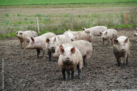 Small scale pig farm with adult animals kept free. The animal are running freely enjoying the ...