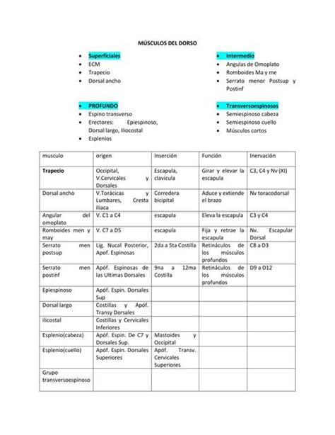 Músculos del dorso Sachenka Gonzalez uDocz
