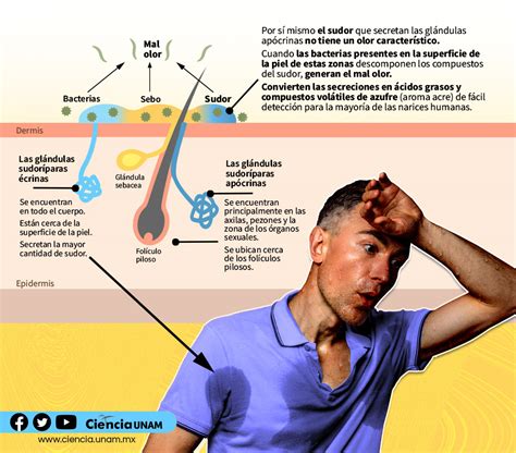 Ciencia UNAM on Twitter Salud El calor sube y el sudor también